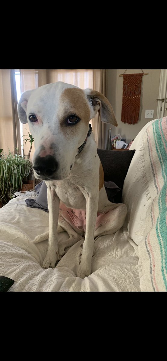 NAllison33's tweet photo. I get this look every time I get my laptop out #hopeandhealth https://t.co/7a7mwig7Z3