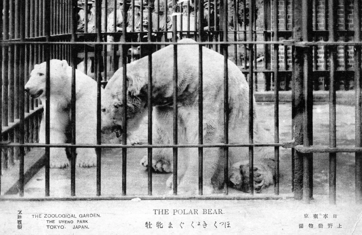 上野動物園［公式］ on X: 