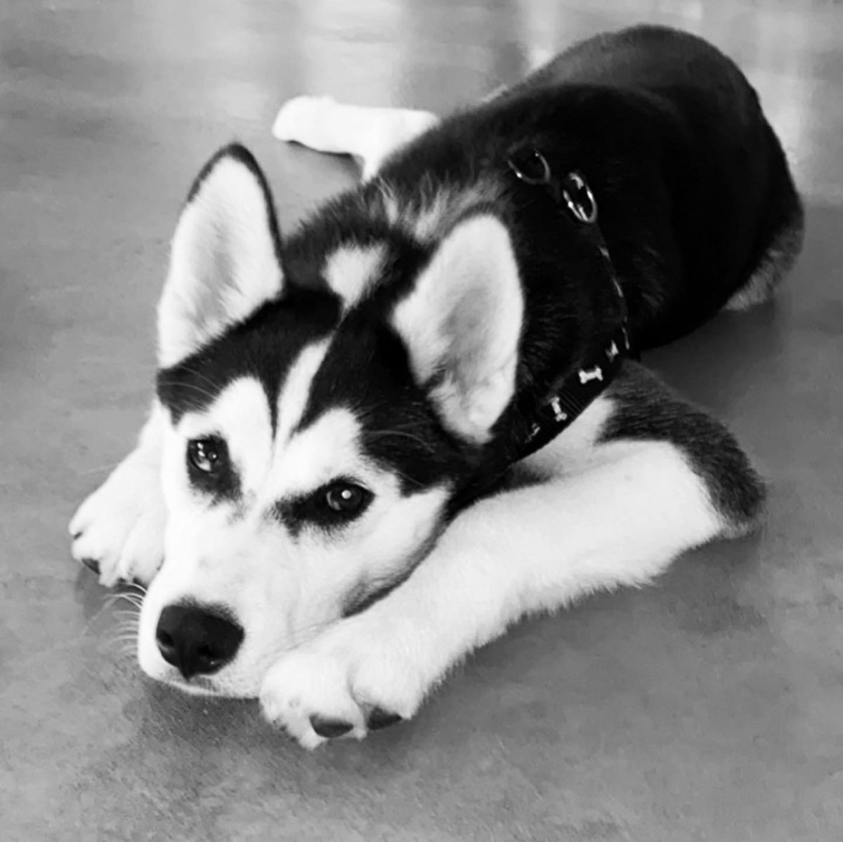 SuperMomHeroics's tweet photo. Everyone meet the newest member of our family. THIS IS ZEUS ♥️🥰 https://t.co/idKn8lnnr0