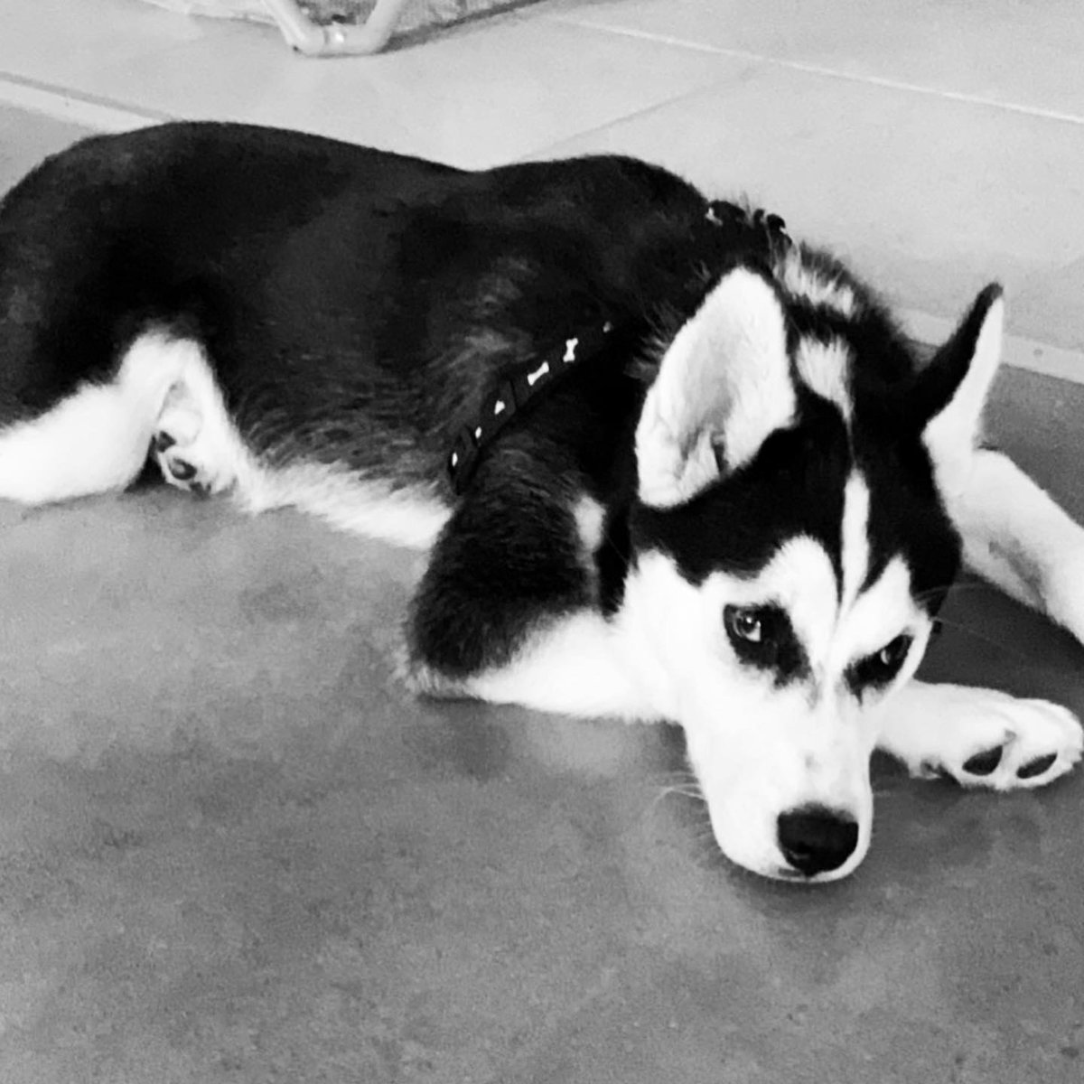 SuperMomHeroics's tweet photo. Everyone meet the newest member of our family. THIS IS ZEUS ♥️🥰 https://t.co/idKn8lnnr0