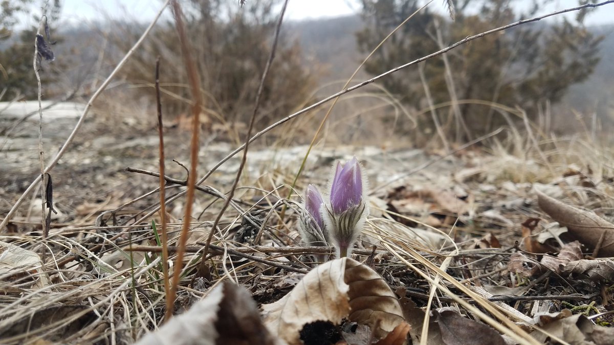 GMittyBalltown's tweet photo. Spring's getting real. #Pasqueflower #Easterflower https://t.co/oeFdoG2rRb