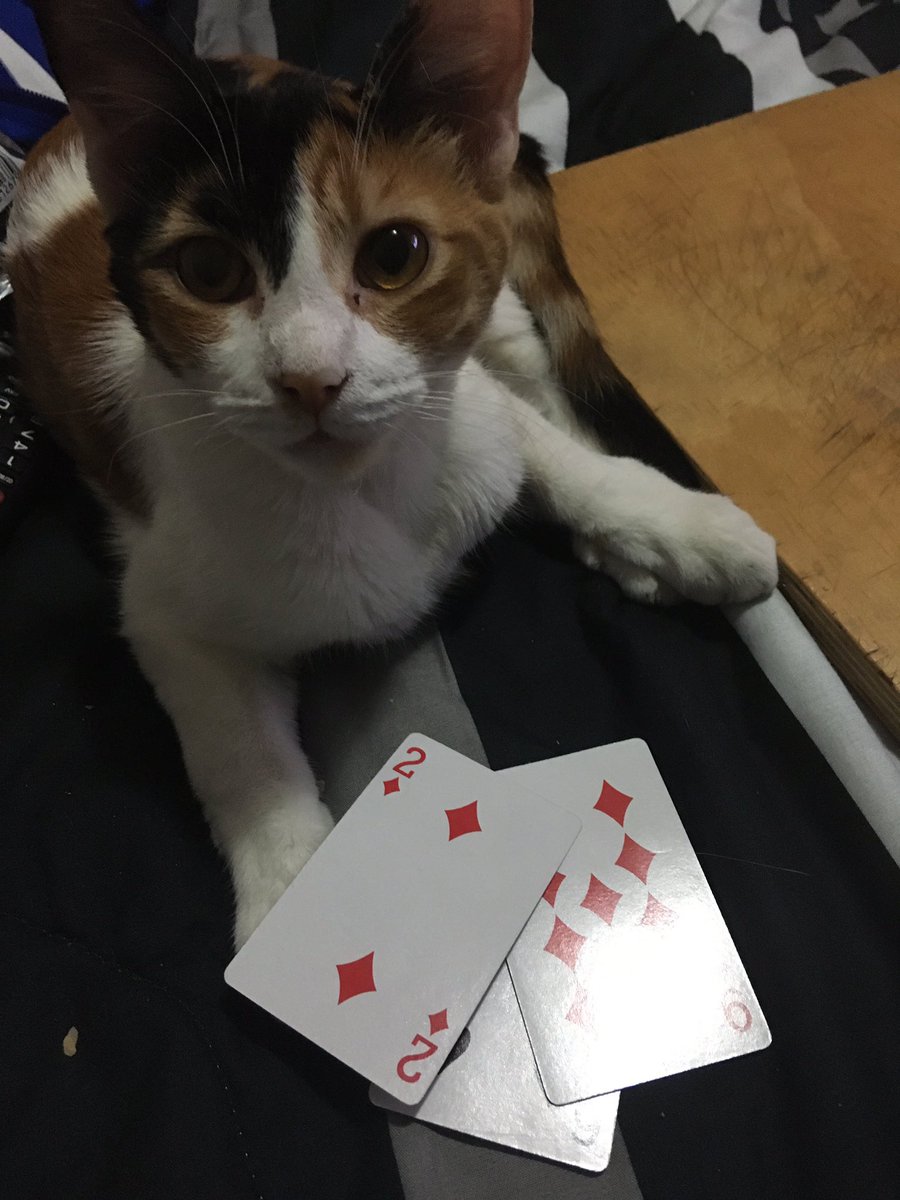 Tam! tweet media