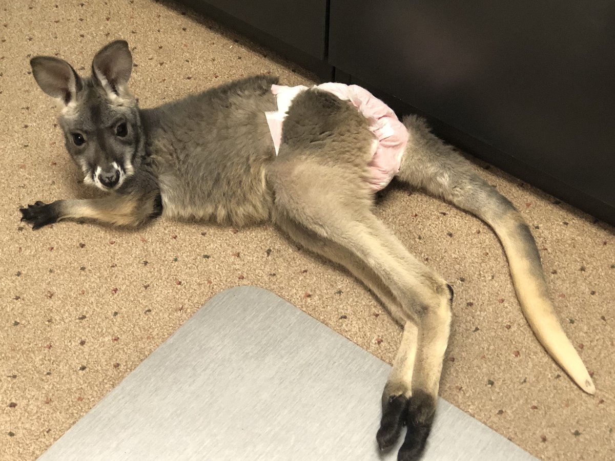 CamelRanch's tweet photo. Lulu-Roo got here some new pants today!! Love the way these @HelloBello diapers fit the Roos! #kangarooapproved https://t.co/5XCZYw7JQU