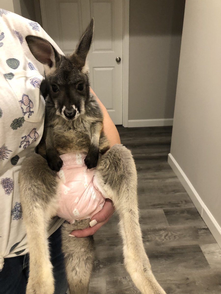 CamelRanch's tweet photo. Lulu-Roo got here some new pants today!! Love the way these @HelloBello diapers fit the Roos! #kangarooapproved https://t.co/5XCZYw7JQU