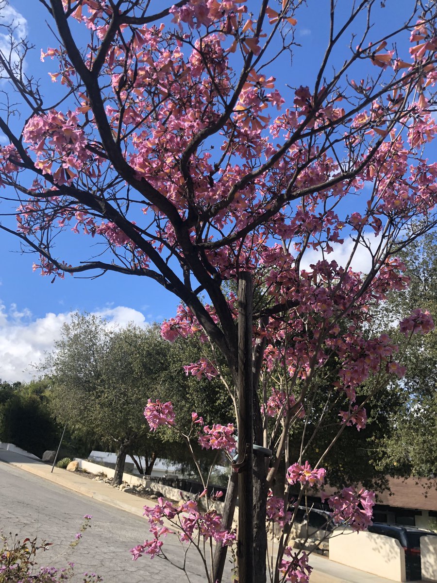 Juliaaa05's tweet photo. @kristenmeinzer On my walk yesterday in Pasadena, CA ☀️ https://t.co/nd7Vr4qlpO