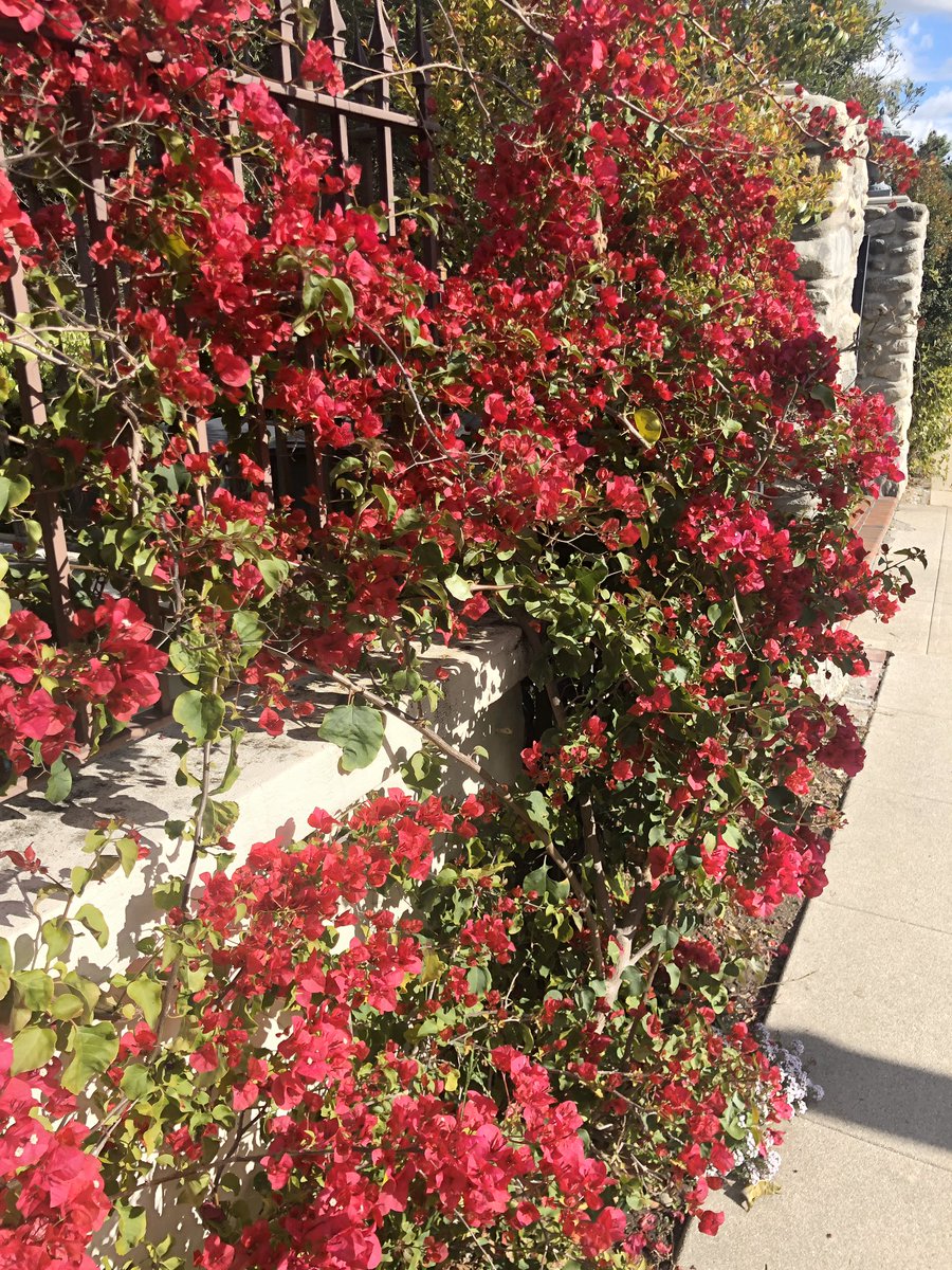 Juliaaa05's tweet photo. @kristenmeinzer On my walk yesterday in Pasadena, CA ☀️ https://t.co/nd7Vr4qlpO