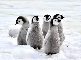 kobuscstudgame's tweet photo. Here are all the animal livestreams and videos you need right now https://t.co/6BippJumkL #blog #COVID19 https://t.co/EVOnnzoVfE