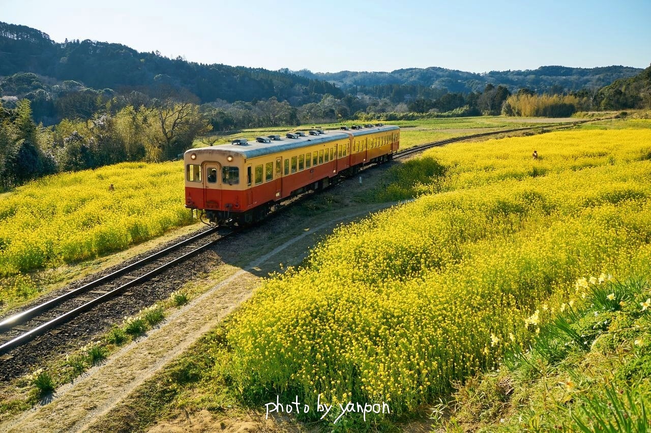 房総でハワイ気分 小湊鉄道 石神の菜の花畑 復活 石神の菜の花畑 全盛期の全面黄色にはなってない だがとってもとっても美しい 0324 撮影 房総の絶景 絶景 千葉県 小湊鉄道 石神の菜の花畑 菜の花 T Co Khu5sjbcvm T Co