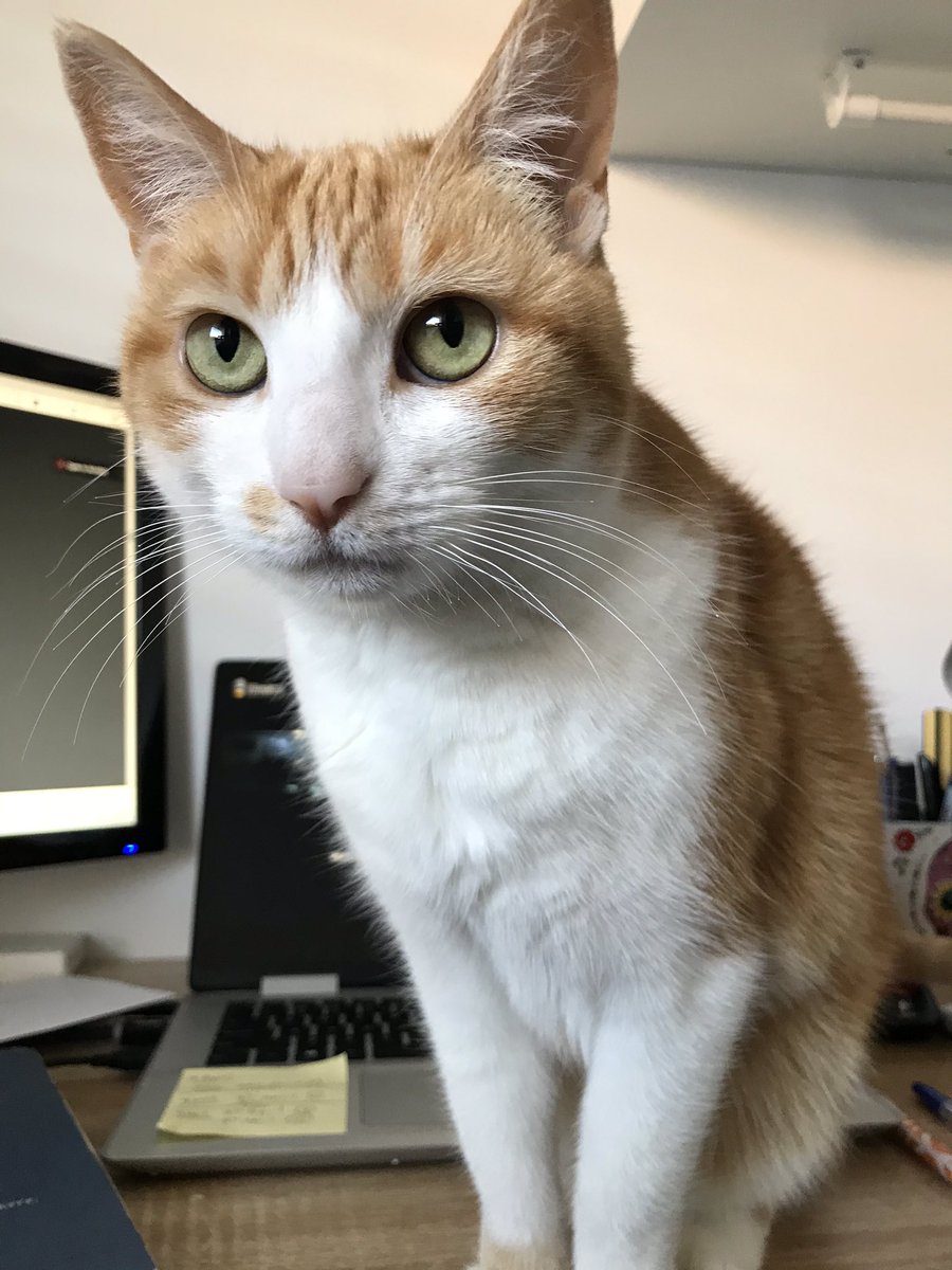 HollyGroome's tweet photo. Day 4 of working from home #petsofUofA https://t.co/ynR2e5Y11B