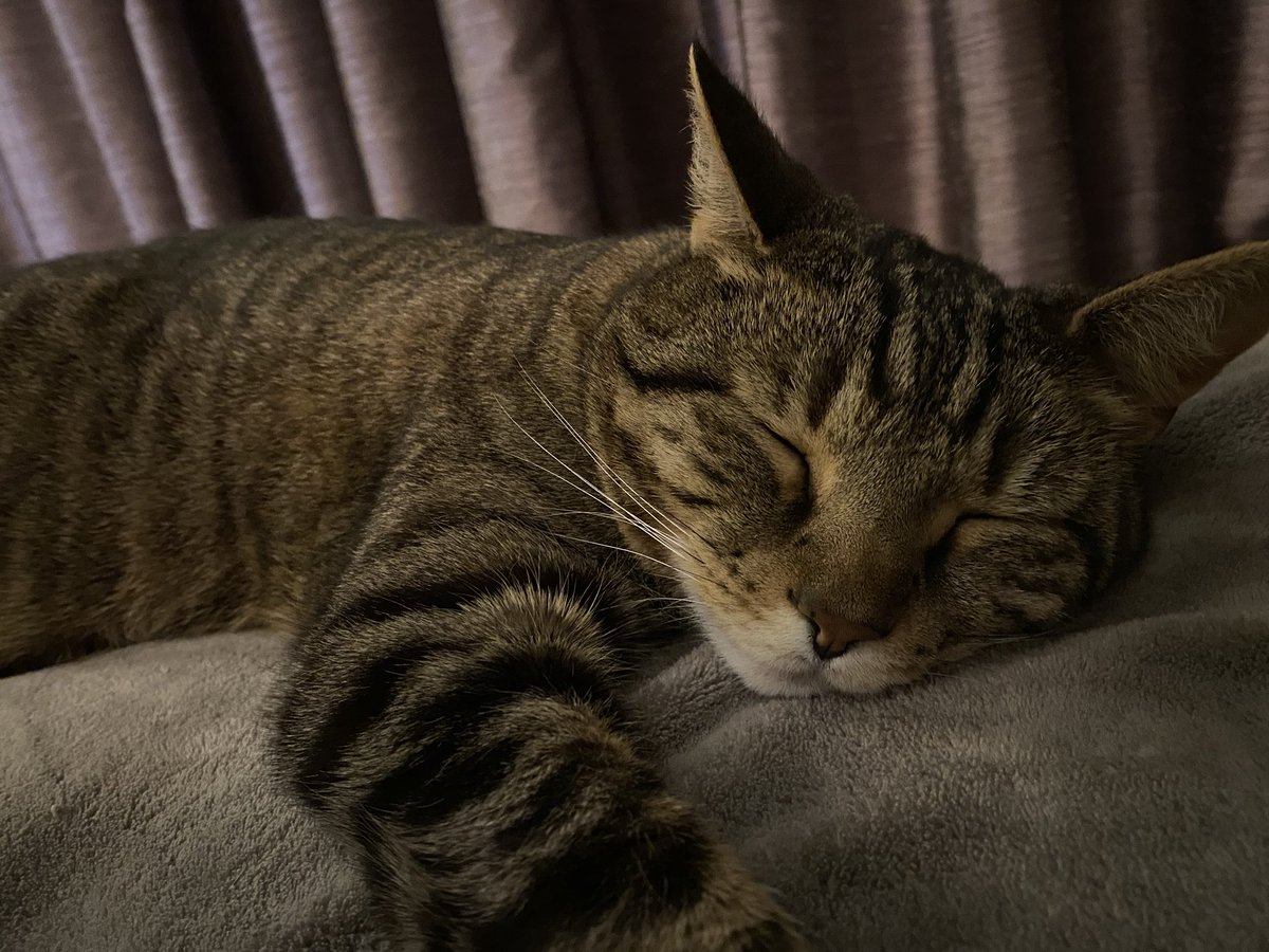 thecrencat's tweet photo. https://t.co/SHIHIcNGlu