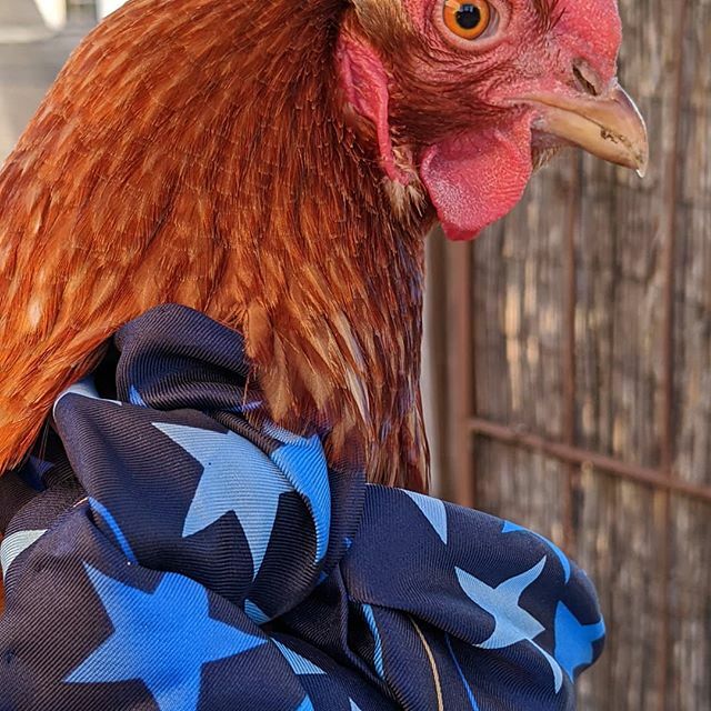 Meet Marilyn. A perfectly snobbish hen that only wears vintage scarves. ift.tt/33QhENh