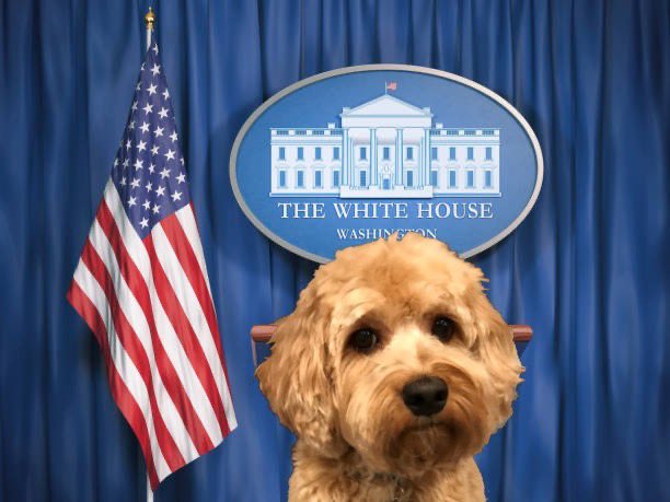HelloPixelPup's tweet photo. My good friend Dr. Fauci says, โYou don't make the timeline, the virus makes the timeline.โ
#whitehousebriefing #CNNTownHall #stayathome #shelterathome #flattenthecurve #hellopixelpup https://t.co/z6S1qI4DxX