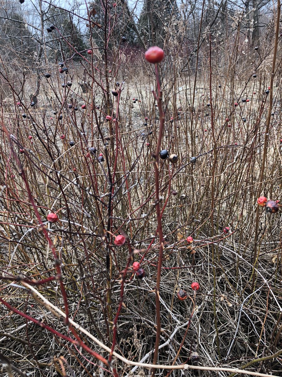 Birrellrocks's tweet photo. Warmer weather for hiking today @TOparksrec #ColSamSmithPark #PhysicalDistancing #getoutside #sanitywalks https://t.co/XPJChCTMgf