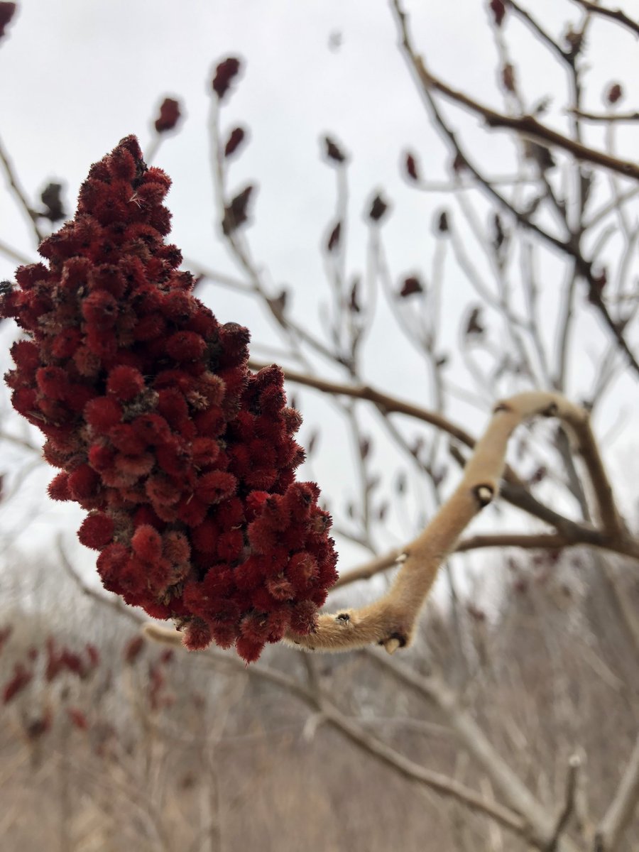 Birrellrocks's tweet photo. Warmer weather for hiking today @TOparksrec #ColSamSmithPark #PhysicalDistancing #getoutside #sanitywalks https://t.co/XPJChCTMgf