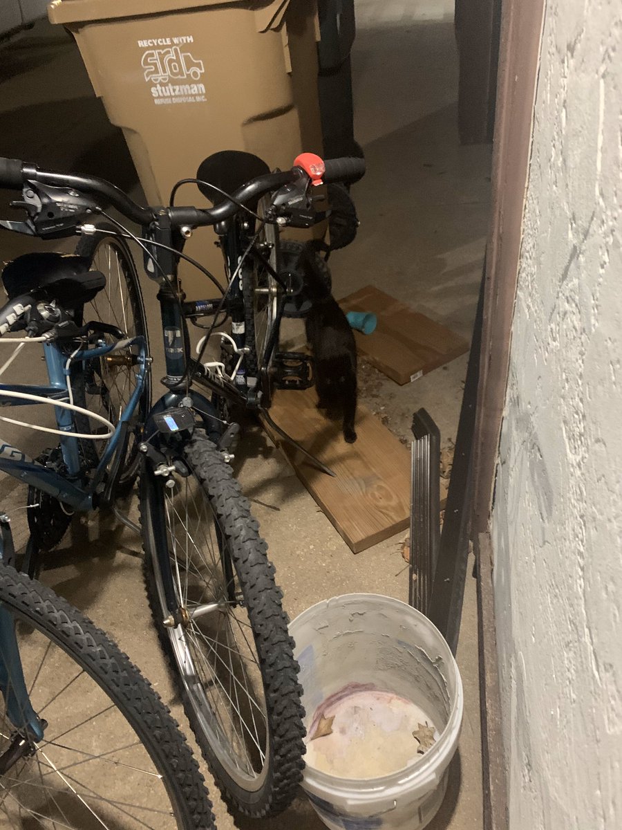 b_belle7's tweet photo. Story time:So yesterday we found a kitten, named her midnight and decided to bring it back to my house, then let it go back out into the outdoors because my parents said no.Then today she came back but my parents still said no, so Tyler took her home and let her go again. https://t.co/k11zV1ITiz