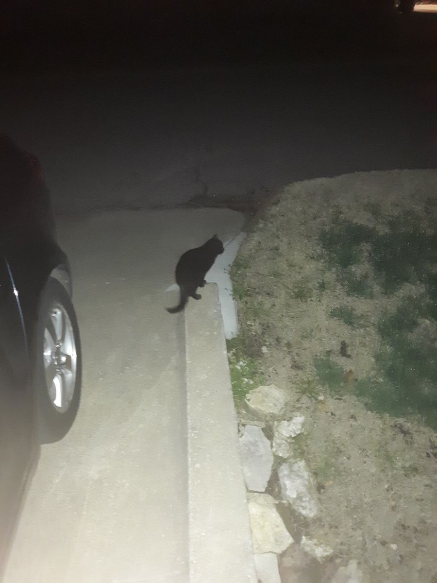 b_belle7's tweet photo. Story time:So yesterday we found a kitten, named her midnight and decided to bring it back to my house, then let it go back out into the outdoors because my parents said no.Then today she came back but my parents still said no, so Tyler took her home and let her go again. https://t.co/k11zV1ITiz
