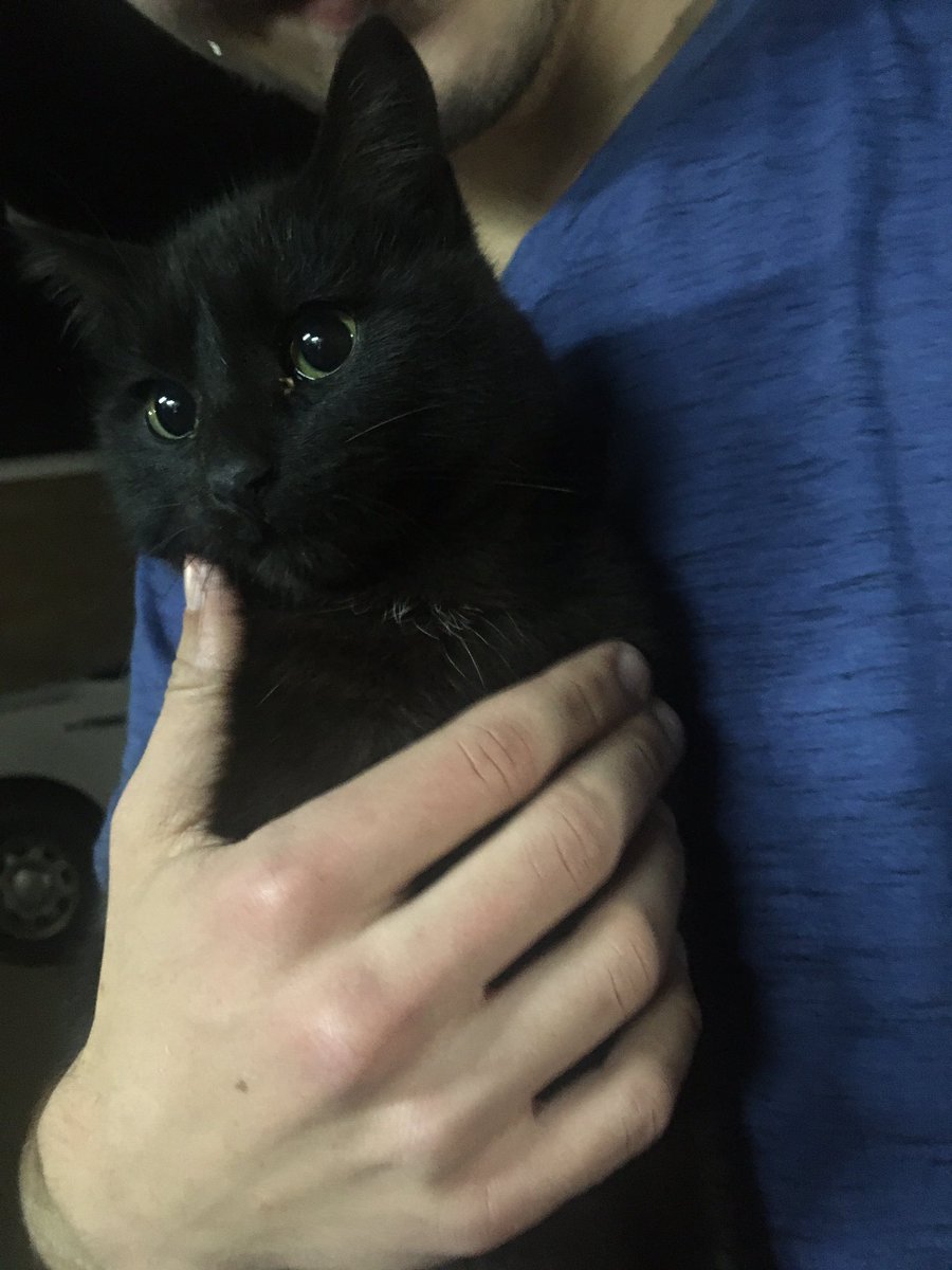 b_belle7's tweet photo. Story time:So yesterday we found a kitten, named her midnight and decided to bring it back to my house, then let it go back out into the outdoors because my parents said no.Then today she came back but my parents still said no, so Tyler took her home and let her go again. https://t.co/k11zV1ITiz