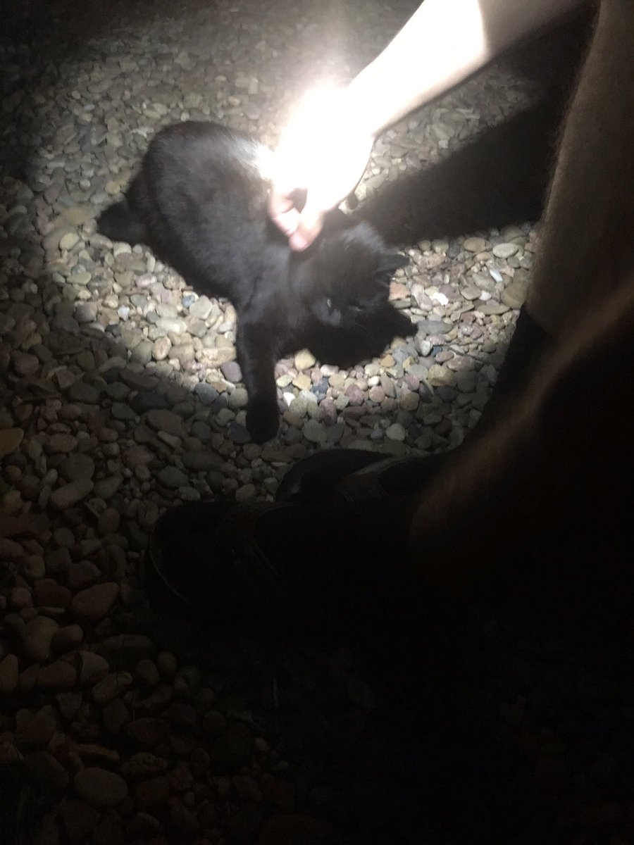 b_belle7's tweet photo. Story time:So yesterday we found a kitten, named her midnight and decided to bring it back to my house, then let it go back out into the outdoors because my parents said no.Then today she came back but my parents still said no, so Tyler took her home and let her go again. https://t.co/k11zV1ITiz