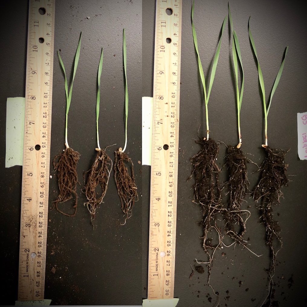 IzquierdoLab's tweet photo. We cut our greenhouse experiments short on Environmental Microbiology #BIO132 @hofstrau, but we have some *very* cool results with inoculations using plant growth promoting bacteria and a lot of data analysis to do remotely via Zoom #HofstraStrong #hofstrabiology https://t.co/fbJNJdVth0