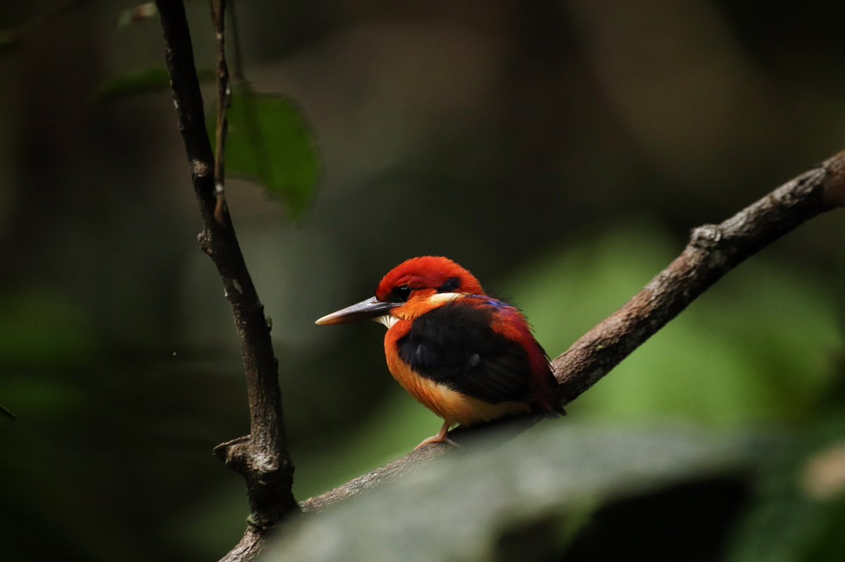 chellogimbad's tweet photo. Rufous-backed Kingfisher https://t.co/iirVgEaY2p