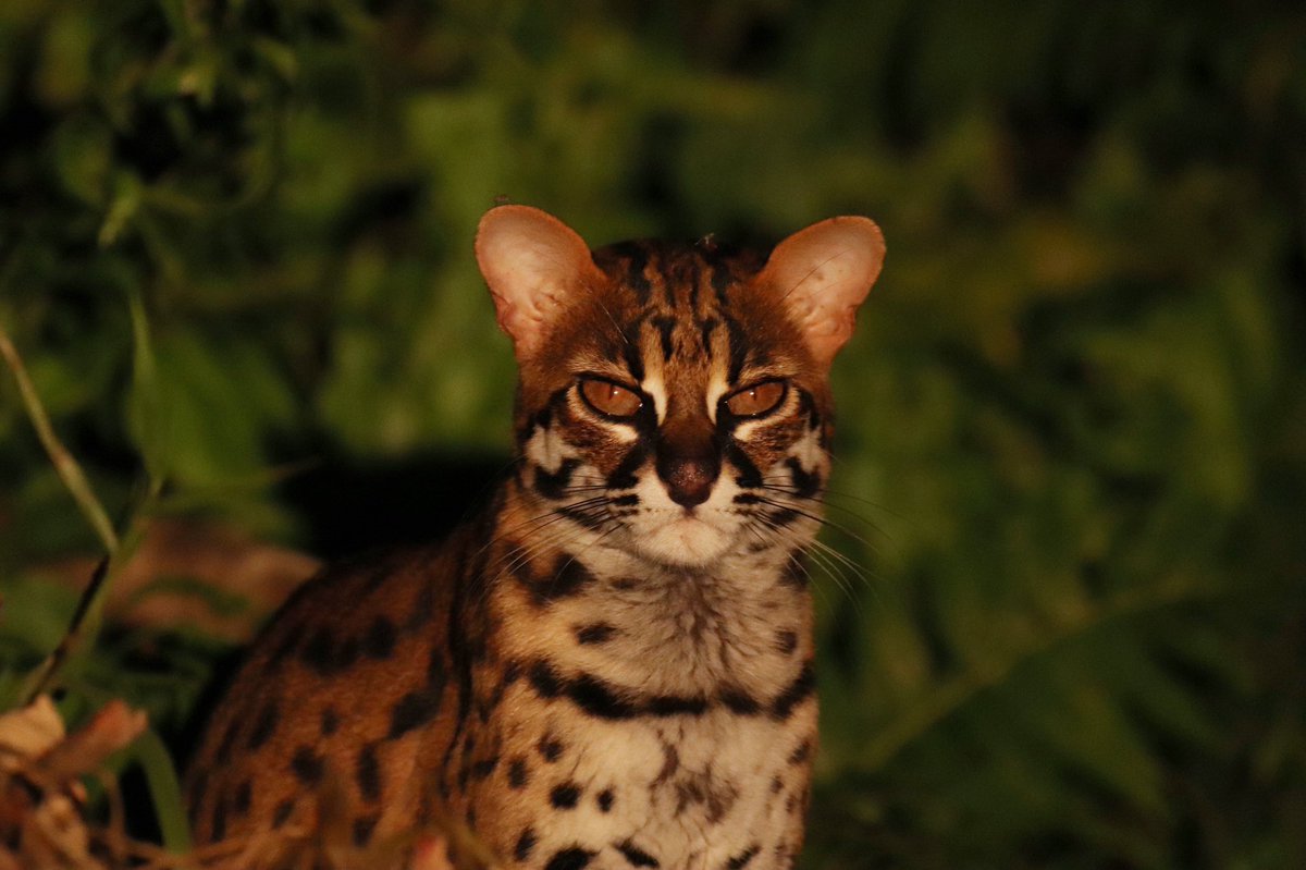 chellogimbad's tweet photo. Sunda Leopard Cat. Taken at Tabin Wildlife Resort, Sabah, Borneo. https://t.co/TYveN6JITV