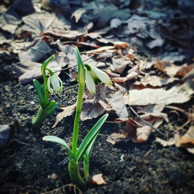CyntheaH's tweet photo. Spring snowdrops! https://t.co/n6uKV7oZ3p https://t.co/7SSy5blUjl