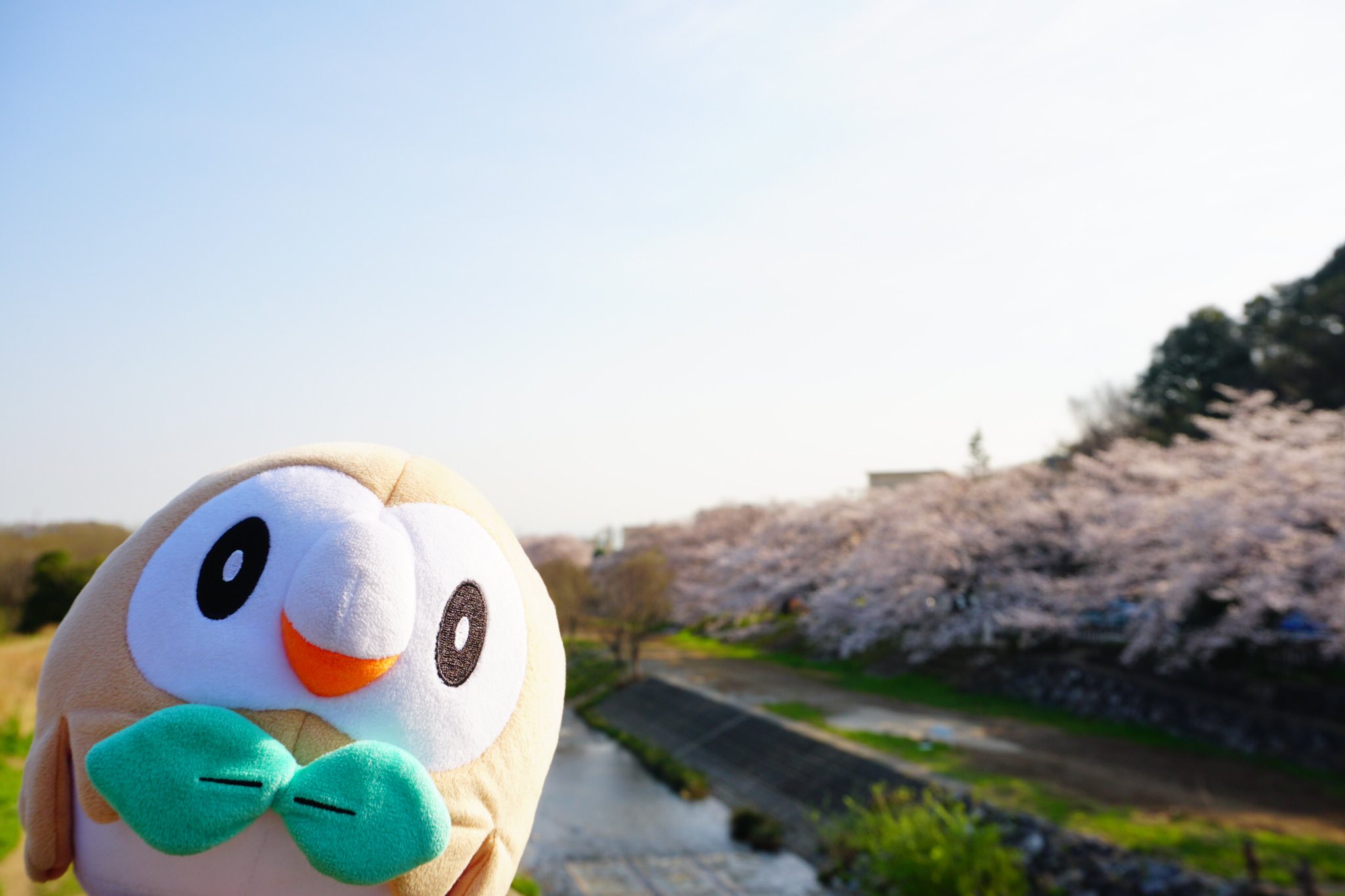 ケロくろー𓆏 清瀬の千本桜だもふぅ 千本桜と勝手に命名 モクロー ぬい撮り 桜 柳瀬川 Twitterお花見会 ポケモン T Co H2ctyz5aiv Twitter