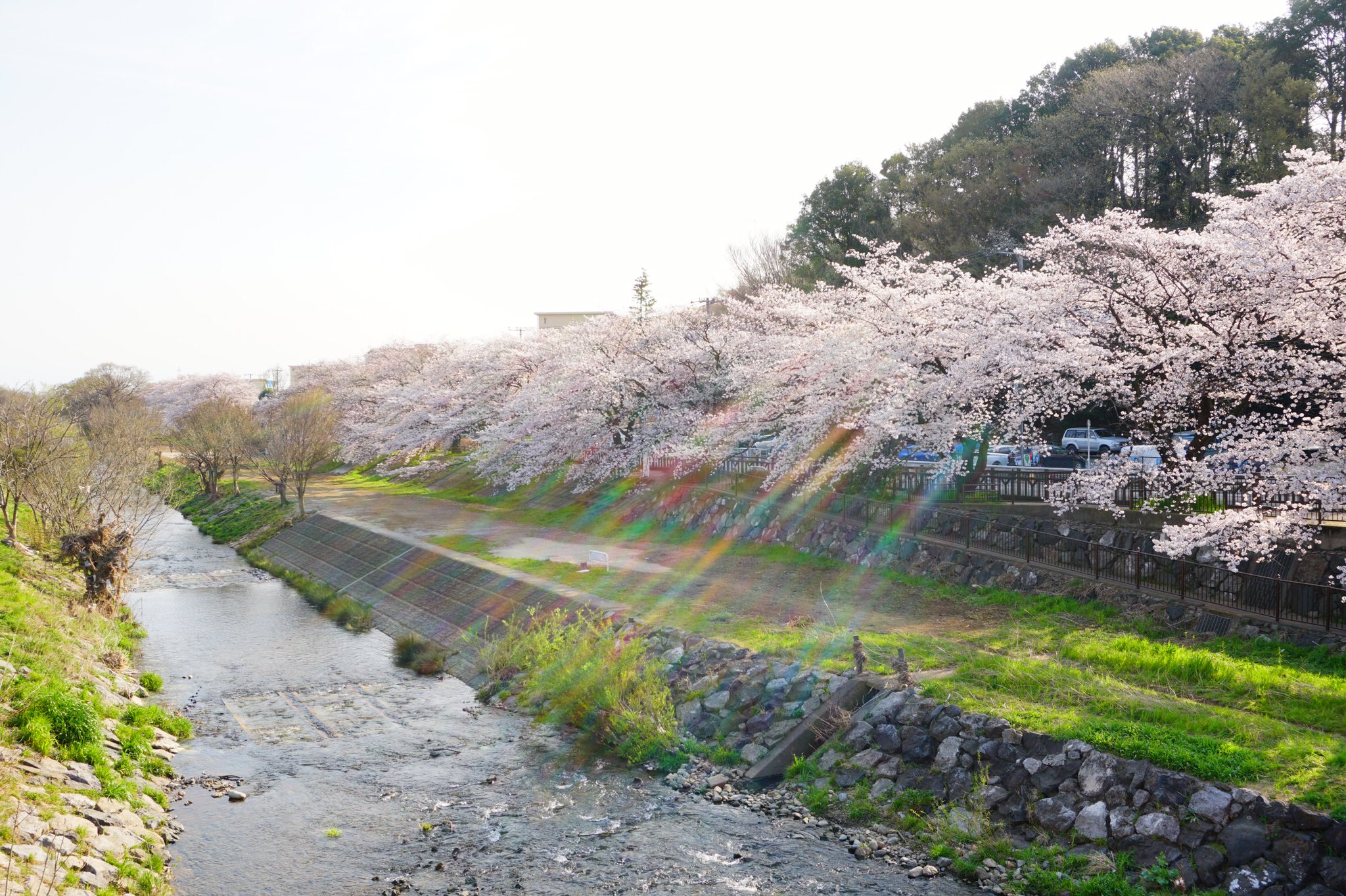 Kero𓆏 清瀬の千本桜だもふぅ 千本桜と勝手に命名 モクロー ぬい撮り 桜 柳瀬川 Twitterお花見会 ポケモン T Co H2ctyz5aiv Twitter