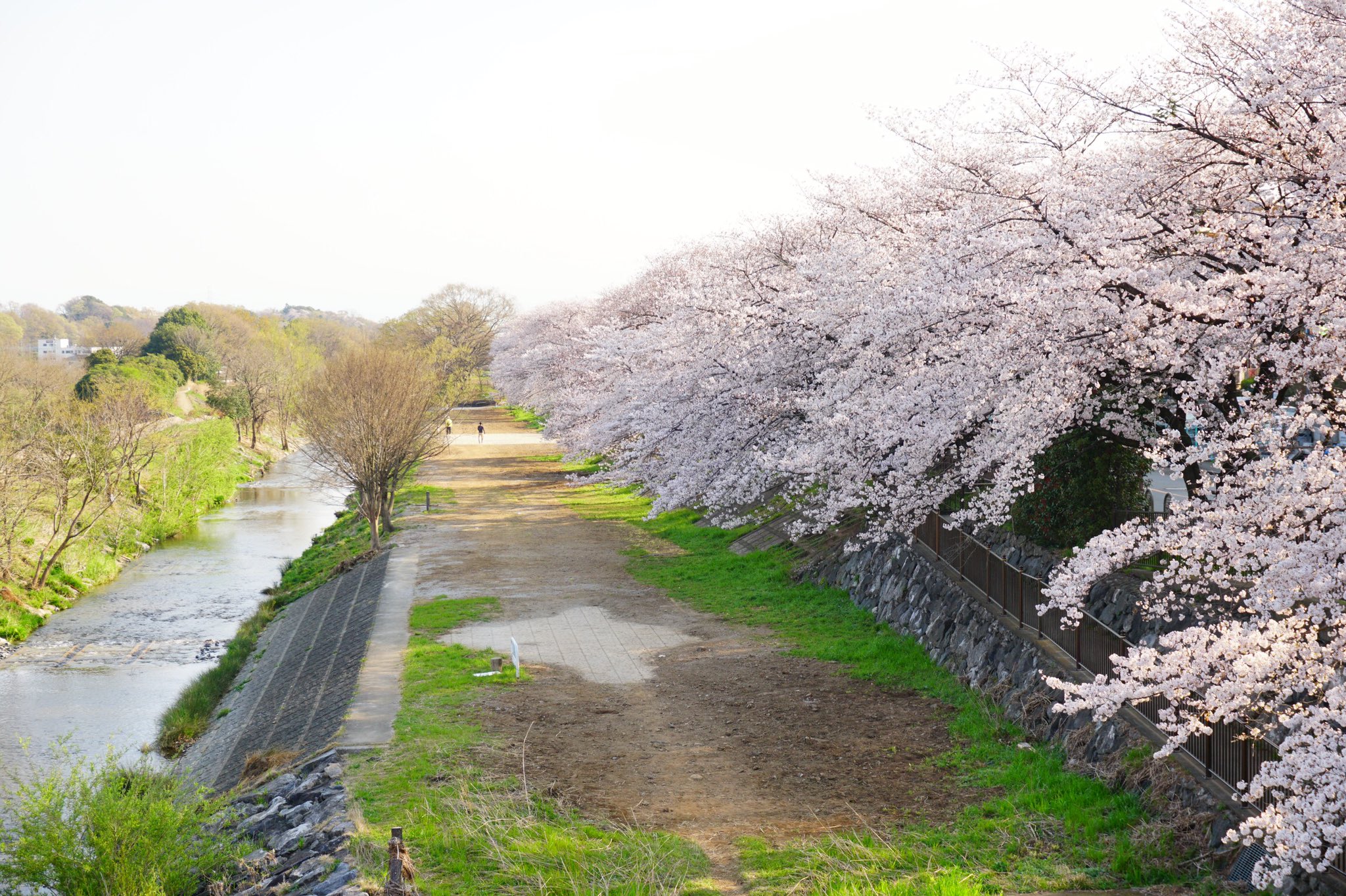 Kero𓆏 清瀬の千本桜だもふぅ 千本桜と勝手に命名 モクロー ぬい撮り 桜 柳瀬川 Twitterお花見会 ポケモン T Co H2ctyz5aiv Twitter