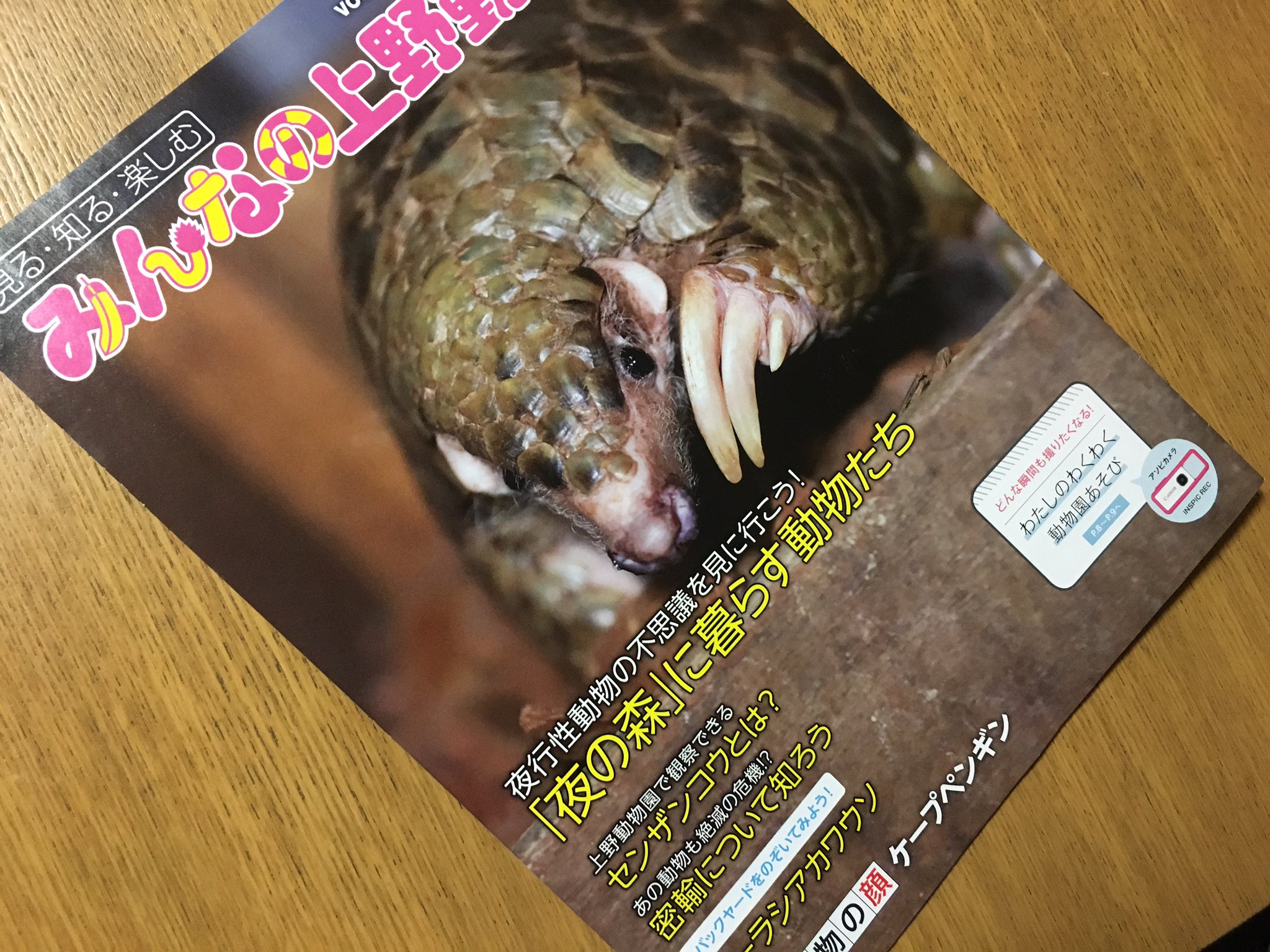 うり坊 センザンコウ悪くないー 密猟で食用漢方の材料にされちゃって密輸されてる 上野動物園にもいるよ フリーペーパーみんなの上野動物園最新号で特集されてる可愛いしかっこいい哺乳類だよー からみんなの上野動物園無料で全 うり坊 センザンコウ悪くないー 密猟で食用漢方の材料にされちゃって密輸されてる 上野動物園にもいるよ フリーペーパーみんなの上野動物園最新号で特集されてる可愛いしかっこいい哺乳類だよー からみんなの上野動物園無料で全