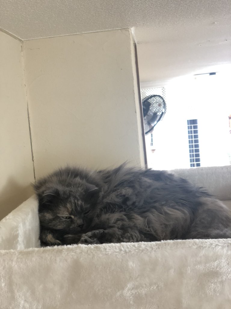 ねこのすみか Nekosumistaff Twitter