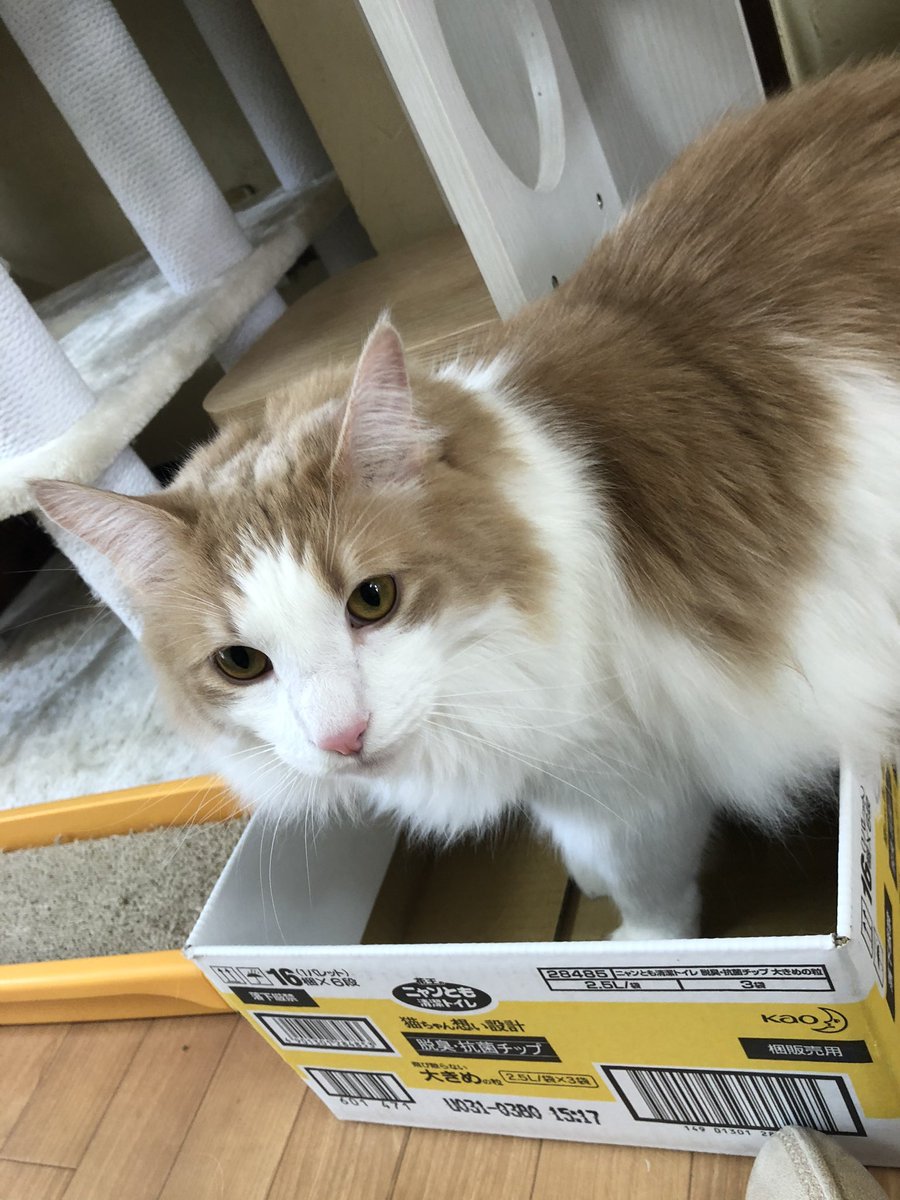 ねこのすみか Nekosumistaff Twitter