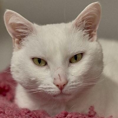 AdoptAFloof's tweet photo. #adoptAfloof of the day: Sophie the 9yo DSH floof from Save-a-Dog scheme in Malvern. Prepare to be silently judged by her 😉.....
.
.
https://t.co/be7Ak2aQk7

#floof #AdoptDontShop #rescuecats #sads #deafcats https://t.co/N0Dn2bprc8