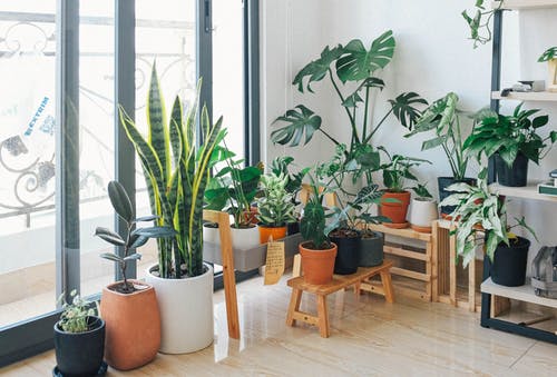 _DesignInsider's tweet photo. Indoor plants are my favorite! #plants #nature #greenery
Check out my blog to find out the best plants for your home! https://t.co/F0WMy9IFus https://t.co/PJM95CSpR7