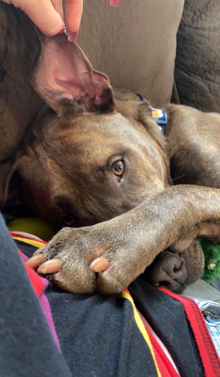 damnnmaggie's tweet photo. We adopted the Goodest boy &amp; then we named him Garth 🐾🐶 https://t.co/yT2eF2SnSc
