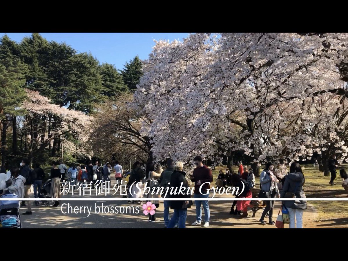 JapaneseWalk's tweet image. Shinjuku Gyoen! Many kinds of cherry blossoms 【part1】 youtu.be/5Ts10ipKUWM @YouTube