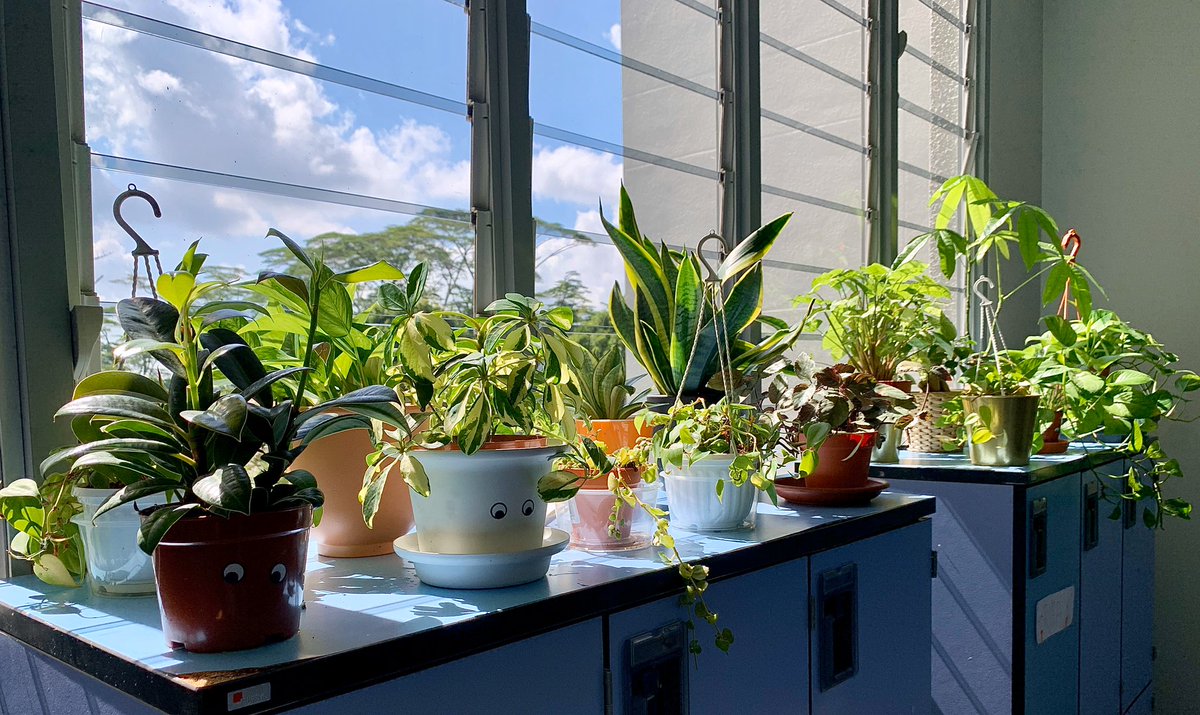 Chami29006870's tweet photo. Bringing nature in to Grade 4D.Time for some sunlight before the holidays. Connecting with nature brings inner peace and true happiness. Yes, our plants got eyes because they have a special role and we treat them with love ! #EYPYGEMS #GEMSinspire https://t.co/zkDYlgwp3j
