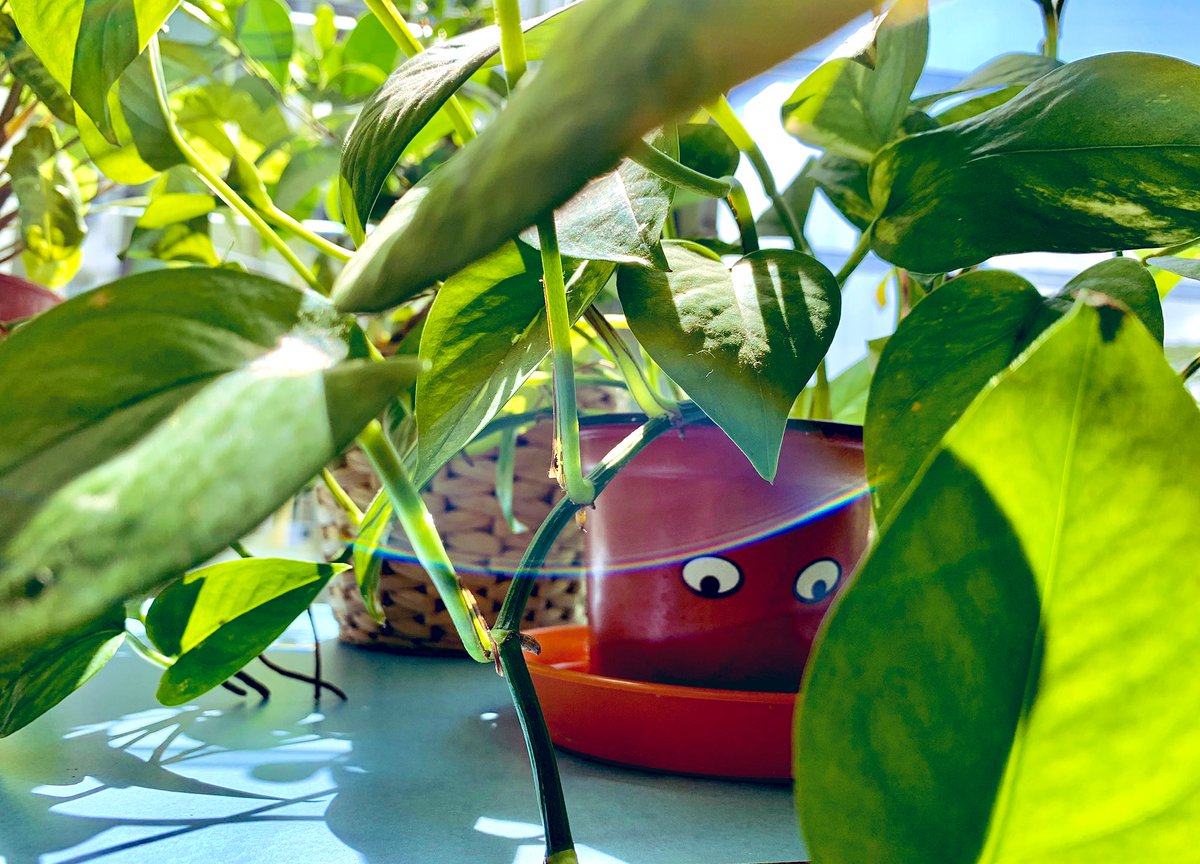 Chami29006870's tweet photo. Bringing nature in to Grade 4D.Time for some sunlight before the holidays. Connecting with nature brings inner peace and true happiness. Yes, our plants got eyes because they have a special role and we treat them with love ! #EYPYGEMS #GEMSinspire https://t.co/zkDYlgwp3j