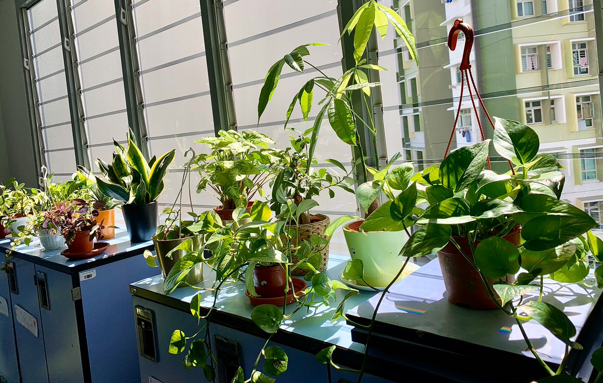 Chami29006870's tweet photo. Bringing nature in to Grade 4D.Time for some sunlight before the holidays. Connecting with nature brings inner peace and true happiness. Yes, our plants got eyes because they have a special role and we treat them with love ! #EYPYGEMS #GEMSinspire https://t.co/zkDYlgwp3j