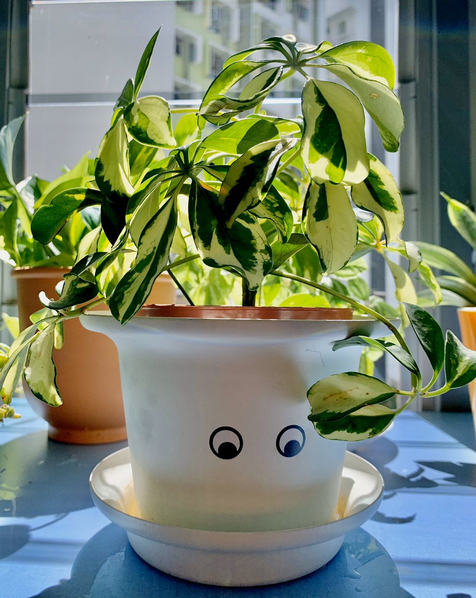 Chami29006870's tweet photo. Bringing nature in to Grade 4D.Time for some sunlight before the holidays. Connecting with nature brings inner peace and true happiness. Yes, our plants got eyes because they have a special role and we treat them with love ! #EYPYGEMS #GEMSinspire https://t.co/zkDYlgwp3j