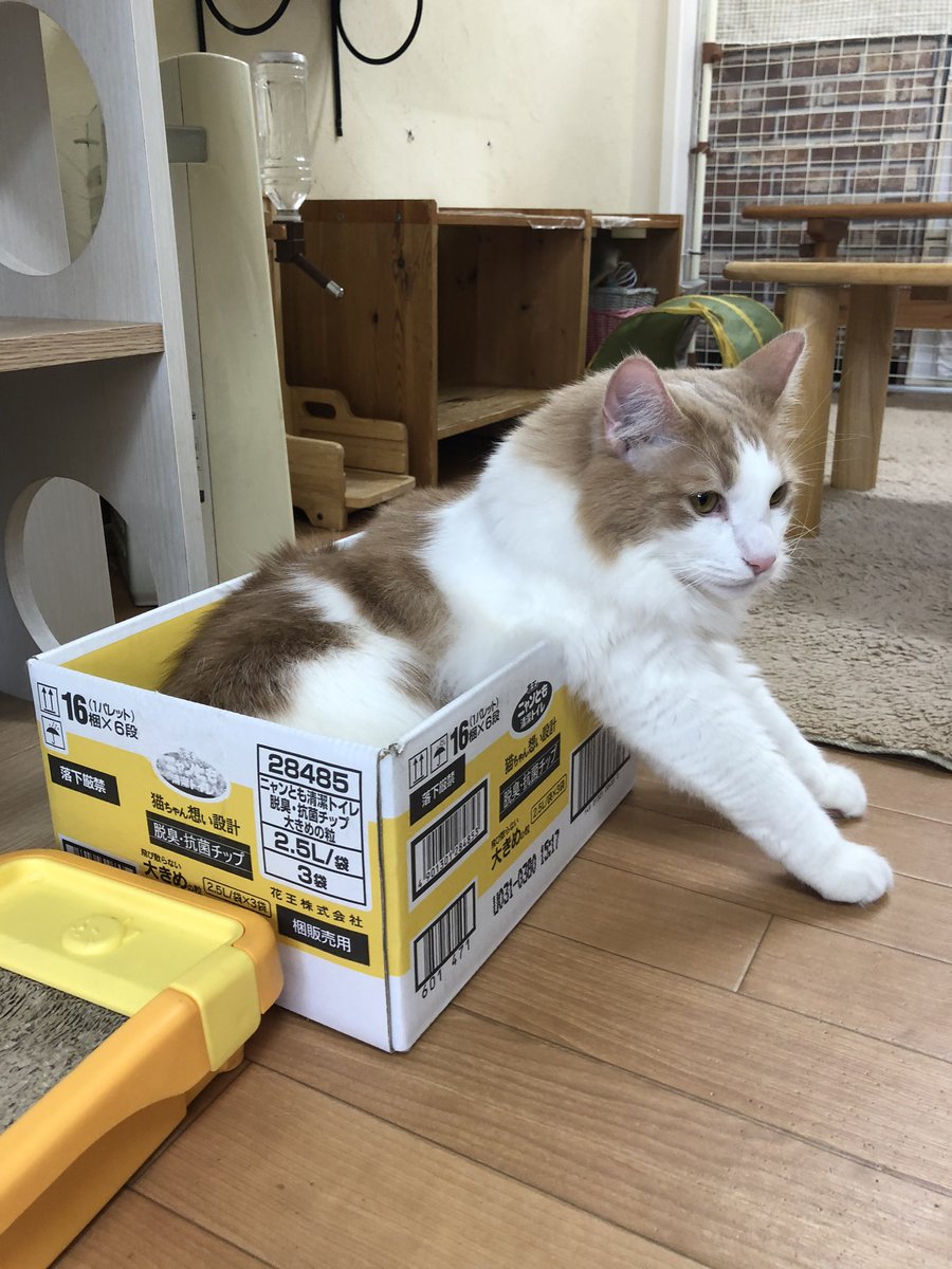 ねこのすみか Nekosumistaff Twitter ねこのすみか Nekosumistaff Twitter