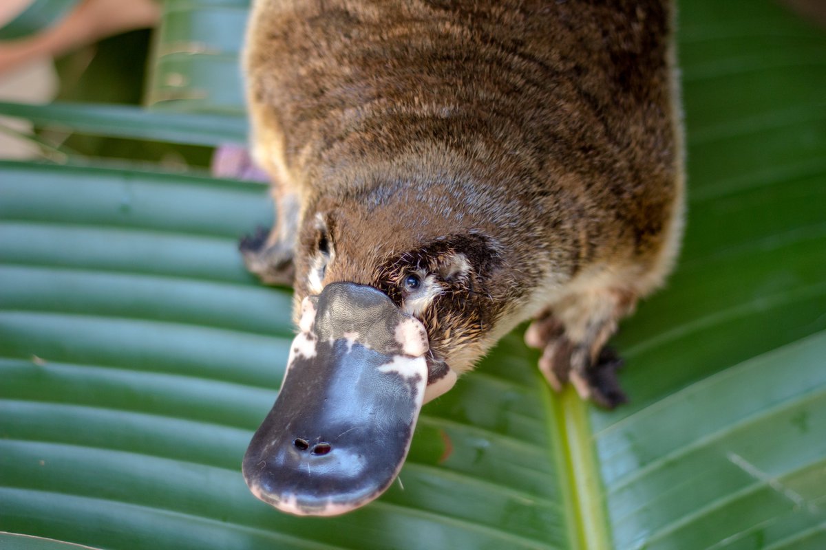 Lone Pine Koala Sanctuary tweet media