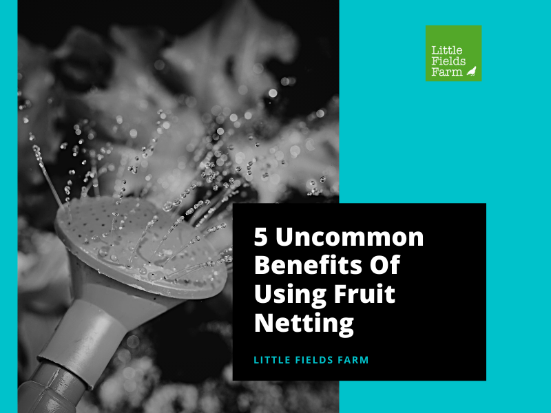 AlexDMarketer's tweet photo. [Blog]5 Uncommon Benefits Of Using Fruit Netting @LinkedIn
https://t.co/LN8I7xTQ67
#fruitnetting #gardeningtips #gardennetting #blog #tips https://t.co/WlGWj9C67B