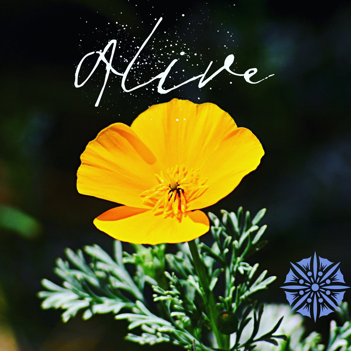 We are here. We are one.

How will you move forward? How will we will clean up this earth and shift to better health? 

Food for thought and richness to be shared. Over coffee, over video, over dinner.

How will you be of service?

In love and harmony,
Shaman Maryellen