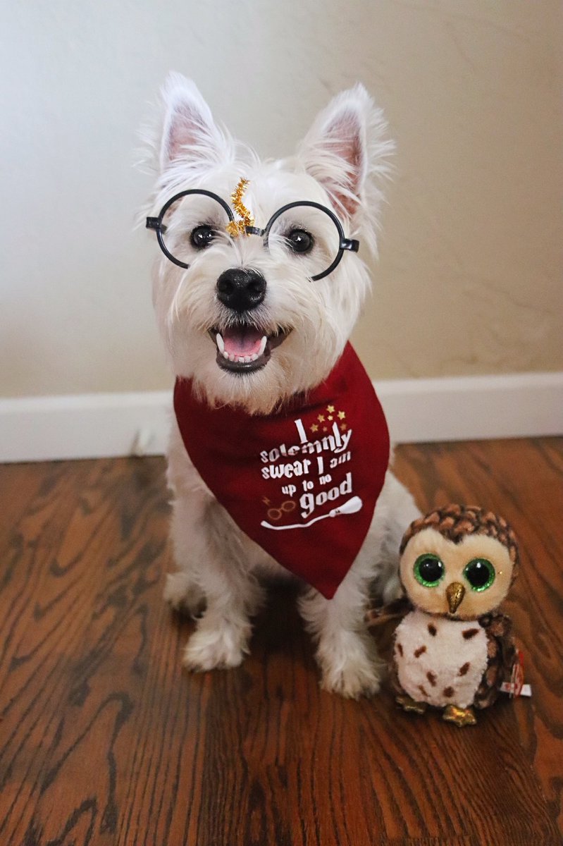 milliemillinga1's tweet photo. @jk_rowling She looks like she’s up to no good. Just like most Westies ❤️ https://t.co/FhCn3332Vw