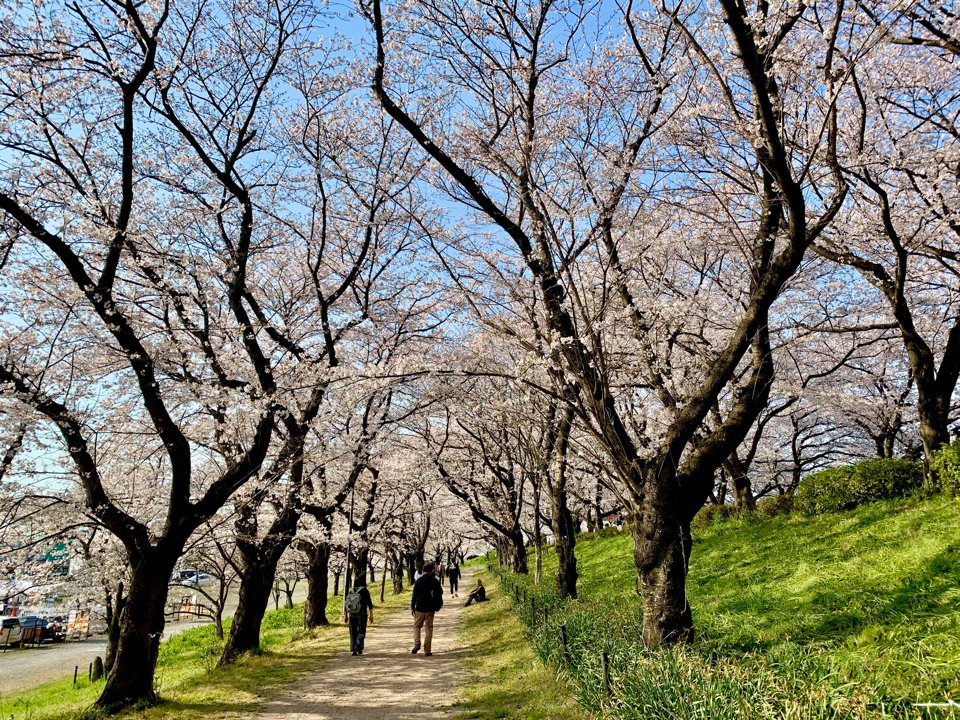ZipIoc's tweet photo. 幸手　権現堂桜堤 https://t.co/Rff9M37hIt