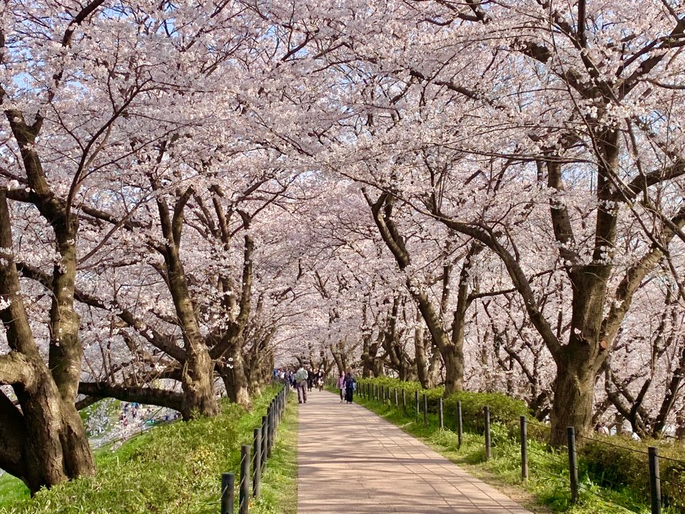 ZipIoc's tweet photo. 幸手　権現堂桜堤 https://t.co/Rff9M37hIt