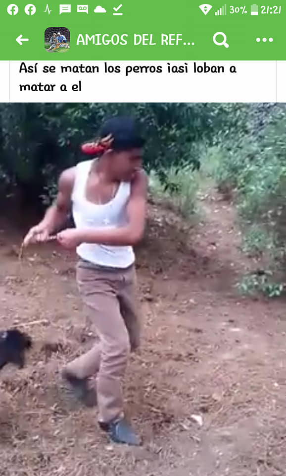 prensaanimal4's tweet photo. #MalasNoches Arturo Islas Allende denunció  a dos sujetos que azotaron y decapitan a perrito, exigió a autoridades @MBarbosaMX @SSC_Pue  dar con los responsables de este terrible crimen y pide al apoyo de la ciudadanía para identificar a estos criminales
https://t.co/JcOczw0ssE https://t.co/3D1EL0AruB