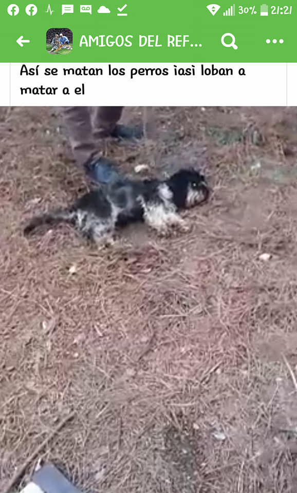 prensaanimal4's tweet photo. #MalasNoches Arturo Islas Allende denunció  a dos sujetos que azotaron y decapitan a perrito, exigió a autoridades @MBarbosaMX @SSC_Pue  dar con los responsables de este terrible crimen y pide al apoyo de la ciudadanía para identificar a estos criminales
https://t.co/JcOczw0ssE https://t.co/3D1EL0AruB