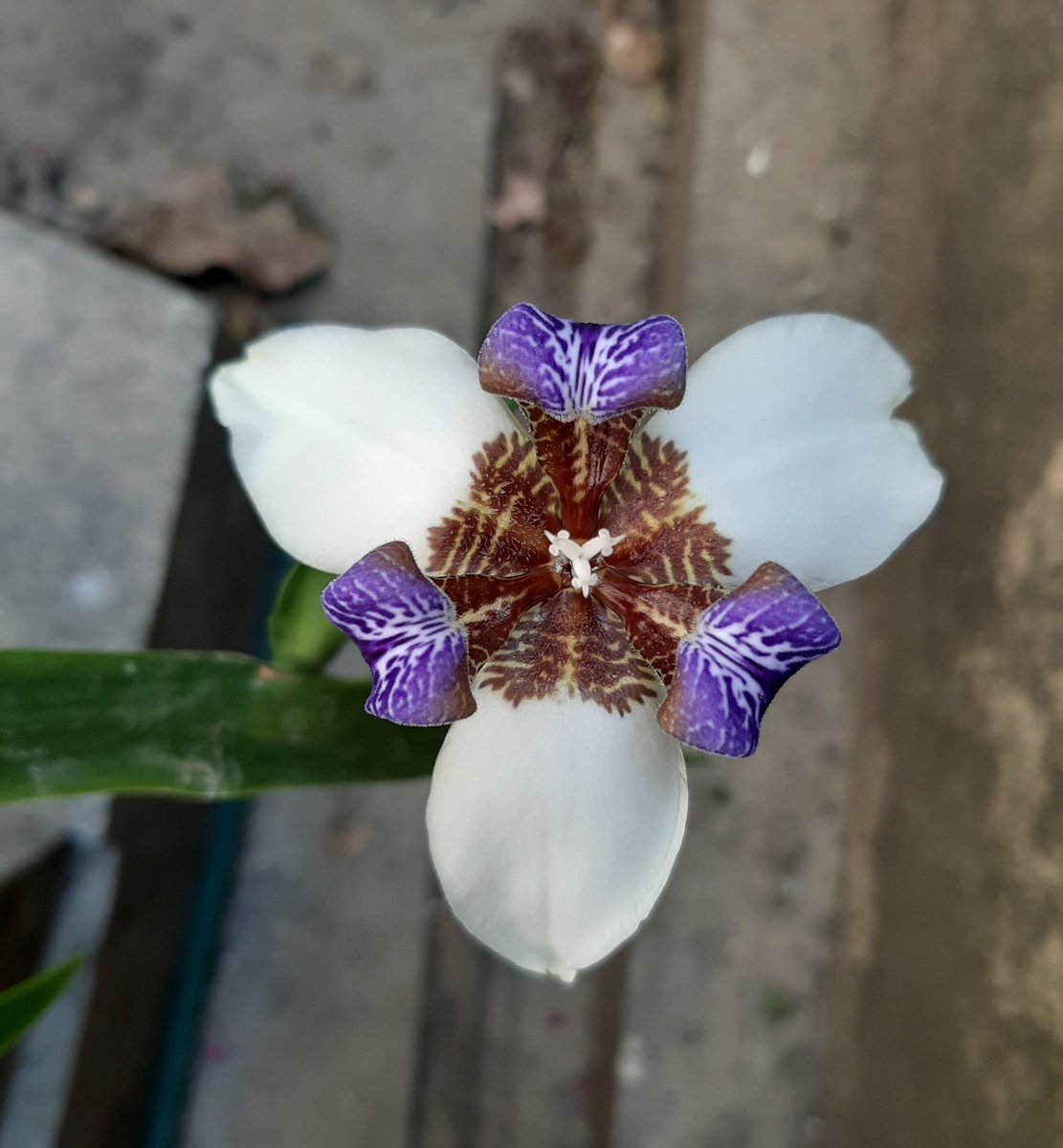 Mukum3's tweet photo. Little things are enough to brighten up your mood...... #Spring https://t.co/QTbULzAWG5